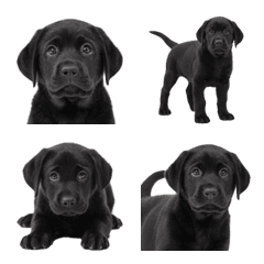 Black Labrador Retriever puppy