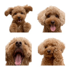 しーぽんの愛犬ピート