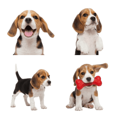 Beagle puppy