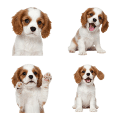 Cavalier King Charles Spaniel puppy