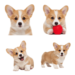 Corgi puppy