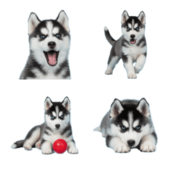 Siberian Husky puppy