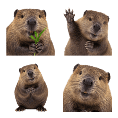 Beaver !