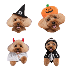 Shipon's pet dog PETE Happy Halloween