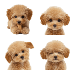 Fluffy Toy Poodles
