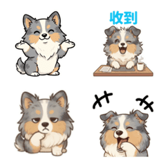 大理石喜樂蒂牧羊犬 卡內