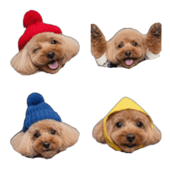 Shipon's pet dog PETE4