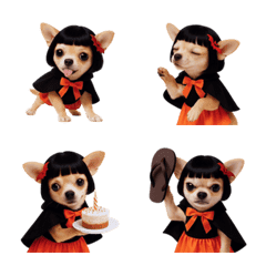 チワワガールハロウィン