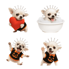ピンヘッドチワワハロウィン