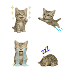 อิโมจิปฏิกิริยาของลูกแมวขนสั้นอเมริกัน