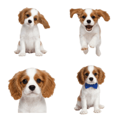 Cavalier King Charles Spaniel Puppy !