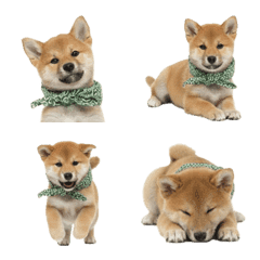 Shiba Puppy Emoji