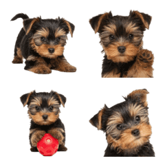 Yorkie Puppy Emoji 2