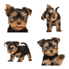 Yorkie Puppy Emoji