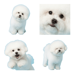 Puffy Bichon Frise 2