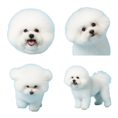 Puffy Bichon Frise