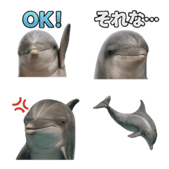 Realistic Dolphin 1
