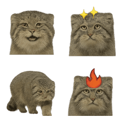 Realistic Manul Cat 1