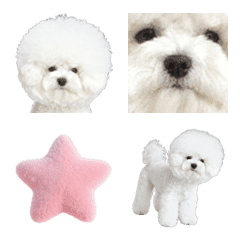 Fluffy Bichon