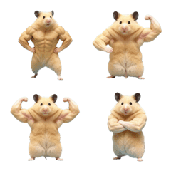 Muscle Golden Hamster