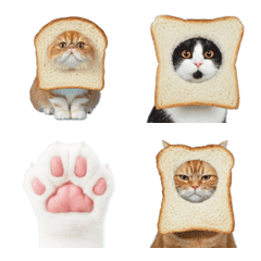 Toast Cat