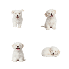 DOG GOOD  Emoji82