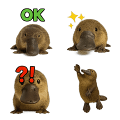 Realistic Platypus 1