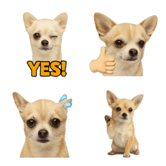 Realistic Chihuahua 1