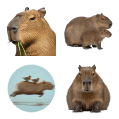 Hydrochoerus hydrochaeris