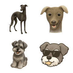 Schnauzer and Italian Greyhound