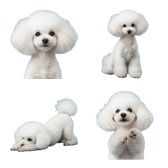 white toy poodle !