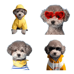 Fashionable Toy Poodle