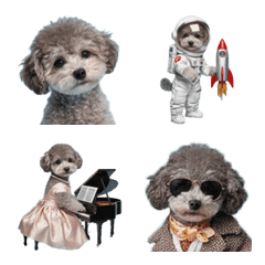Stylish Grey Toy Poodle