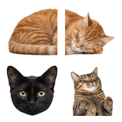 อิโมจิแมวต่อกัน เพิ่มความรักแมวในตัวคุณ