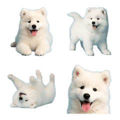 Samoyed puppy