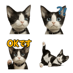 Realistic Devon Rex1