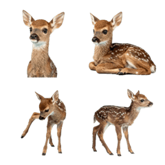 Cute Fawn