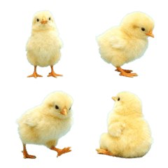Fluffy Chick
