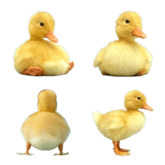 Cute Baby duck