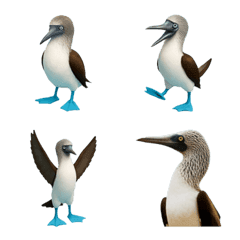 Blue footed Booby
