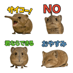 Realistic Elephant Shrew1