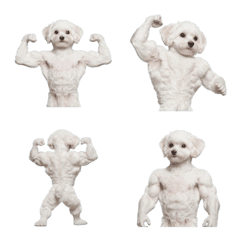 White muscular dog