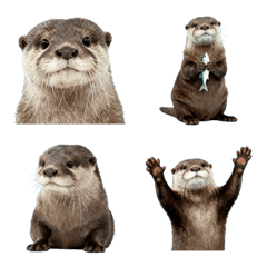 Otter !