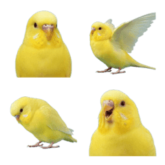 yellow budgerigar