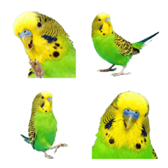 green budgerigar