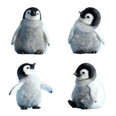 penguin chick