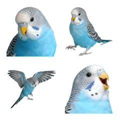 blue budgerigar