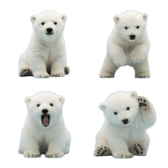 polar bear cub