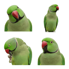 Ring-necked Parakeet