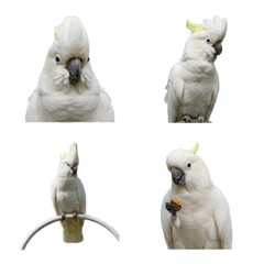 White-crested cockatoo